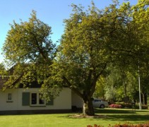 Prunus serrulata 'Kanzan' boom naast woning