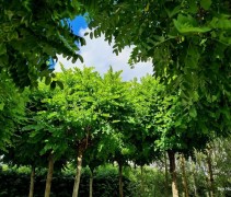 Robinia pseudoacacia 'Umbraculifera'