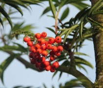 Sorbus dodong bessen
