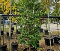 Parrotia persica 'Cherry Tips' - Perzisch IJzerhout 'Cherry Tips' - beveerd