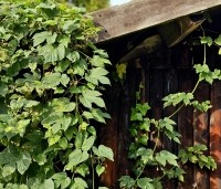 Humulus Lupulus, de wilde Hop plant is inheems in Nederland