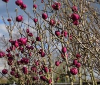 Magnolia 'Black Tulip' - Magnolia 'Black Tulip' - 1