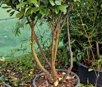 Prunus laurocerasus 'Bonaparte' - haaglaurier met gekleurde uitloop van het jonge blad. - 2