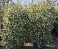 Osmanthus x burkwoodii - Schijnhulst - solitairen 150-175 cm extra