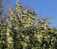 Osmanthus x burkwoodii - Schijnhulst - bloeit en geurt al in maart.