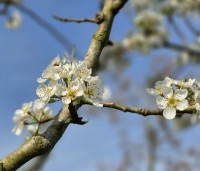 Pyrus com. 'Williams' - Pyrus com. 'Williams' - 2
