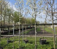 Pyrus com. 'Williams' - Pyrus com. 'Williams' - 4