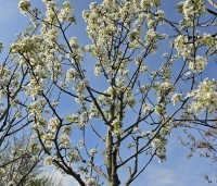 Pyrus com. 'Williams' - Pyrus com. 'Williams' - 3