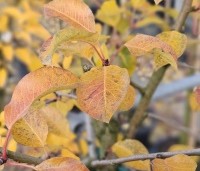 Pyrus com. 'Williams' - Pyrus com. 'Williams' - 5