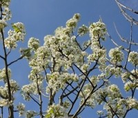 Pyrus com. 'Williams' - Pyrus com. 'Williams' - 1