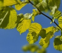 Corylus avellana 'Aurea' - Goudhazelaar - 1