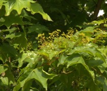 Acer cappadocicum blad en bloesem