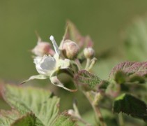 Doornloze bramenstruik 'Thornfree'