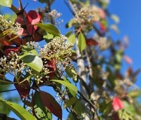 Photinia fraseri 'Red Robin'  - Glansmispel - 2