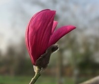 Magnolia 'Spectrum' - Magnolia 'Spectrum' - 1