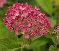 Hydrangea arborescens 'Ruby Annabelle' - rode annabelle - 2