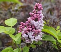 Syringa vulgaris 'Katherine Havemeyer' - Sering 'Katherine Havemeyer' - 2