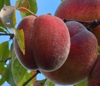 Prunus persica 'Suncrest' - perzik - 3