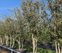 Osmanthus x burkwoodii - Schijnhulst - bloei maart 2025
