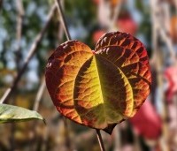 Cercidiphyllum japonicum  - Katsuraboom - 5