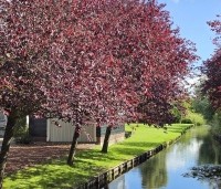 Prunus cerasifera 'Nigra' - Roodbladige kerspruim - 1