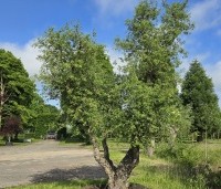 Quercus suber - Kurkeik - 1