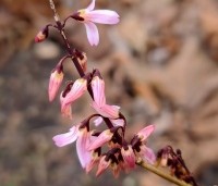 abeliophyllum