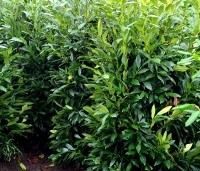 Prunus laurocerasus 'Elly'