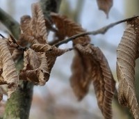 Carpinus betulus - Haagbeuk - 2