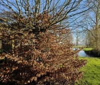 Carpinus betulus - Haagbeuk - grote struik februari 2025