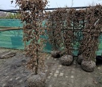 Carpinus betulus - Haagbeuk - grote haagplanten met draadkluit