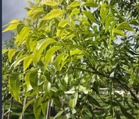 Carya illinoinensis 'Western Schley' - Pecannoot  'Western Schley' - 2