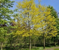 Gleditsia triacanthos 'Sunburst' - Valse christusdoorn - perceel kamp mei 2024