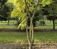 Robinia pseudoacacia 'Frisia'  - Gele acacia - 4