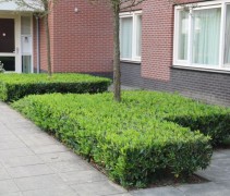 Laurierkers 'Otto Luyken' onder bomen 