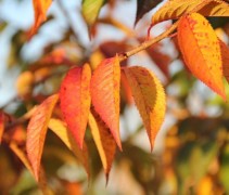 Prunus subhirtella 'Autumnalis Rosea' herfstblad