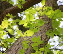 Ulmus Lobel