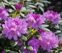 Rhododendron 'Catawbiense Grandiflorum' - Rododendron 'Catawbiense Grandiflorum' - 3