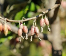 Elaeagnus