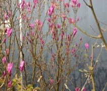 Magnolia Betty