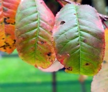 Prunus pensylvanica 'Auburn Splendor'