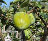 Diospyros Kaki 'Tipo' - Kaki fruit - 2
