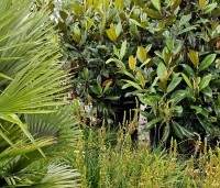Magnolia grandiflora 'Galissoniere'  - Magnolia grandiflora 'Galissoniere'  - 7