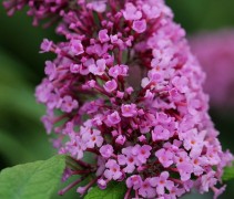 Buddleja davidii 'Pink Delight'