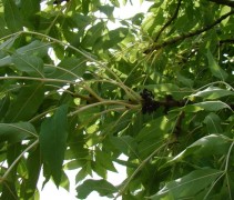 knoppen van Fraxinus excelsior 'Jaspidea'