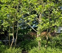 Platanus hispanica - Plataan - 2