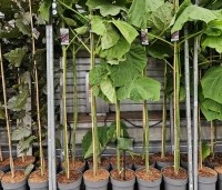 paulownia tomentosa - paulownia tomentosa - C10 groeit snel