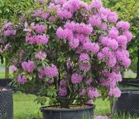 Rhododendron 'Roseum Elegans' - Rododendron 'Roseum Elegans' - 2