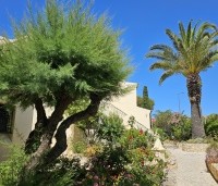 Tamarix tetrandra - Tamarisk - 3