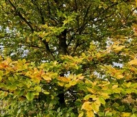 Fagus sylvatica - Groene beuk - herfstkleuren
